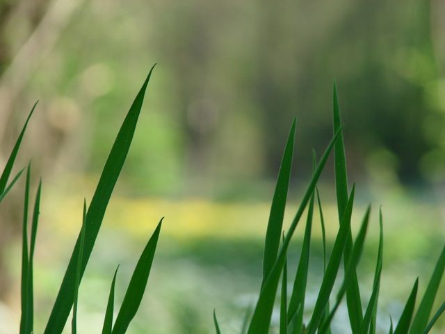 zelene trave u jarku